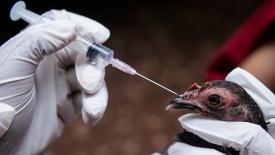 В ТюмГУ начали подготовку ветеринаров для птицеводства